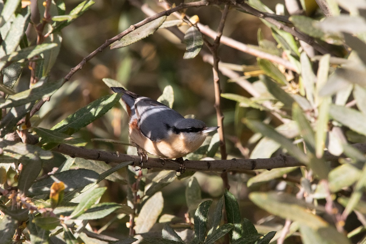 Eurasian Nuthatch - ML644999131