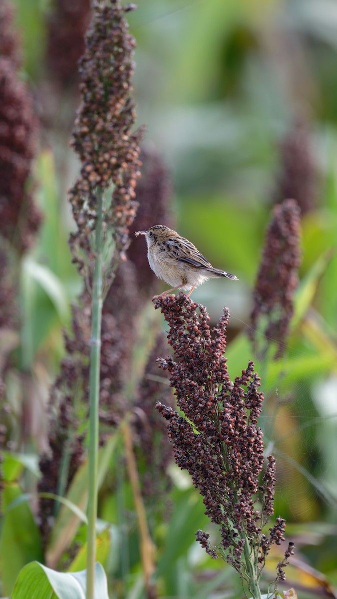 cistovník rákosníkový - ML644999135