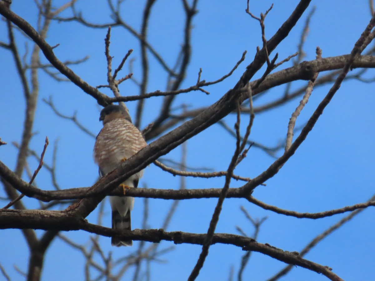 krahujec americký - ML644999136