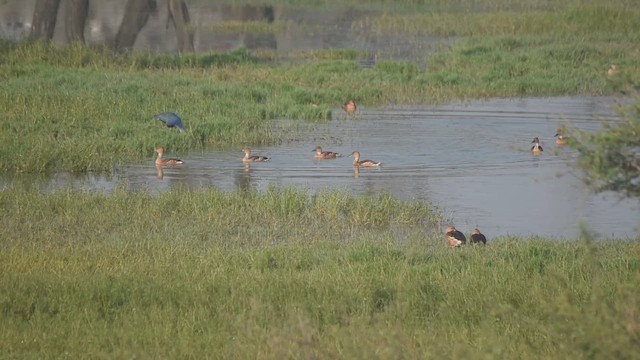 Fulvous Whistling-Duck - ML644999145