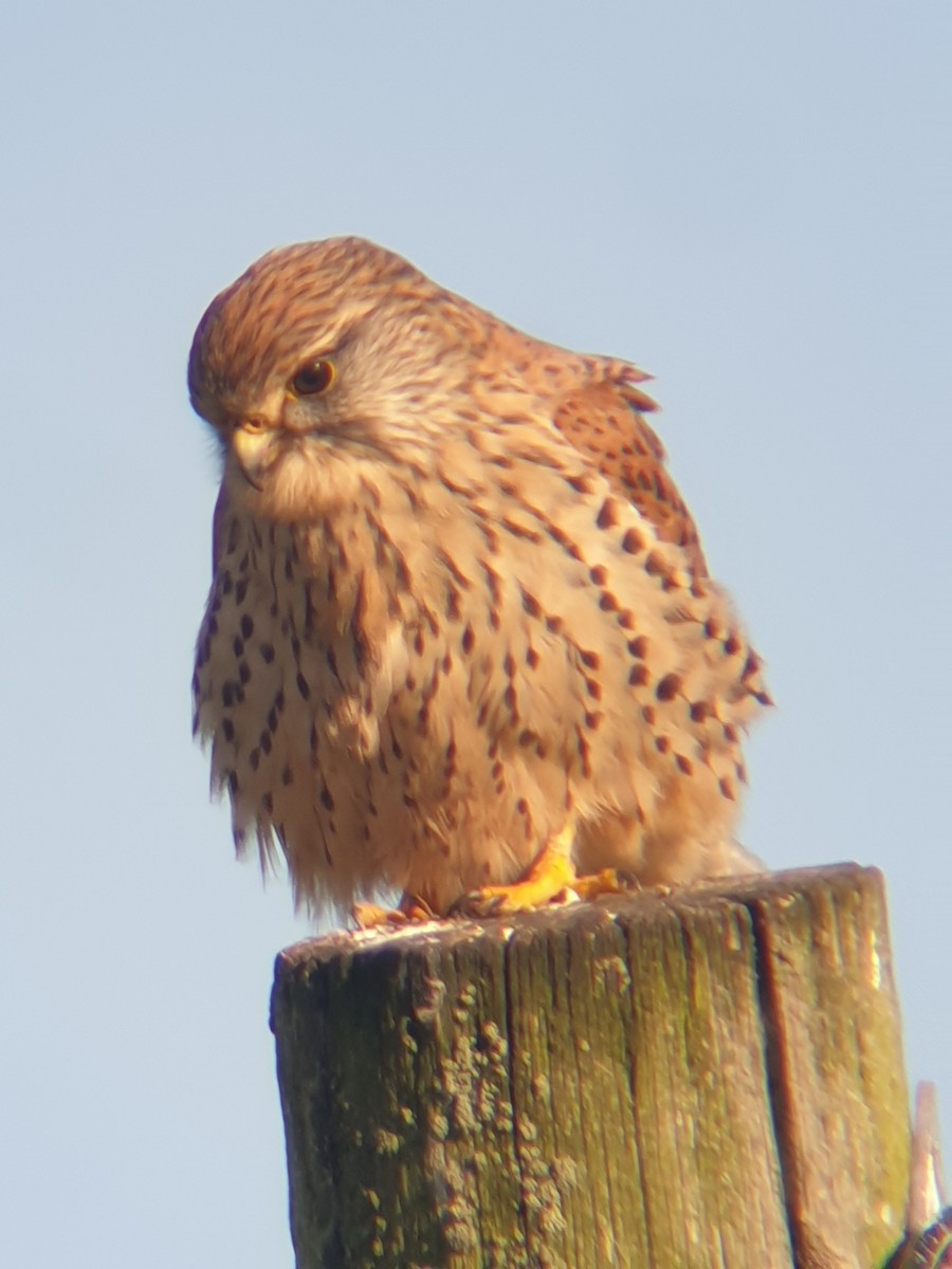 Eurasian Kestrel - ML644999180