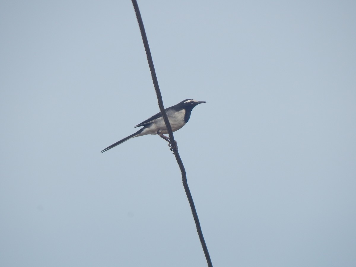 Плиска білоброва - ML644999194