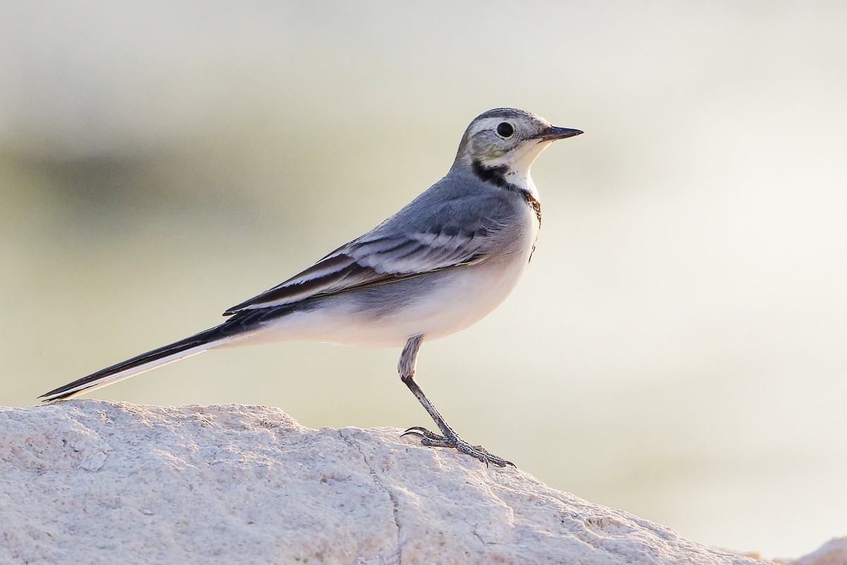 White Wagtail - ML644999196