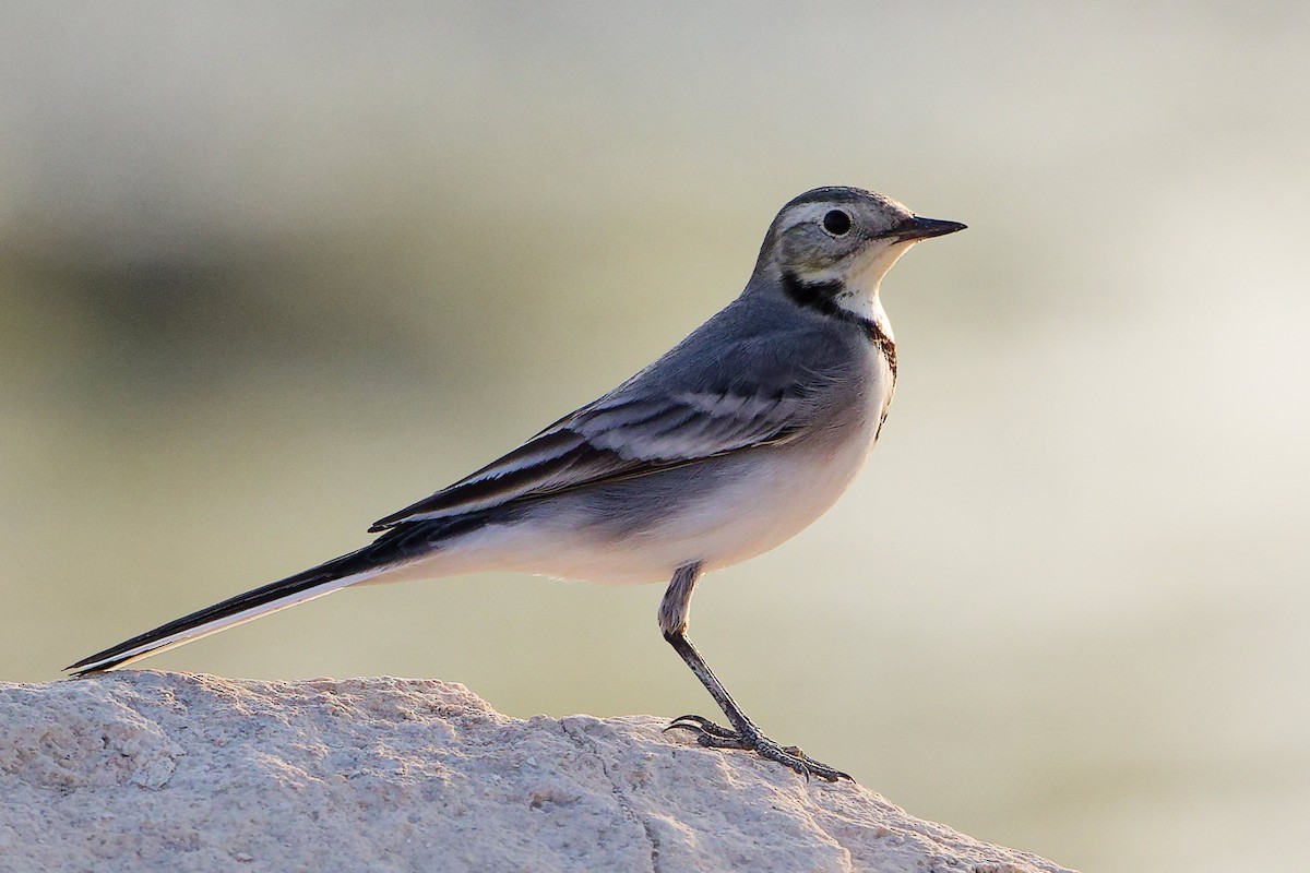 White Wagtail - ML644999197