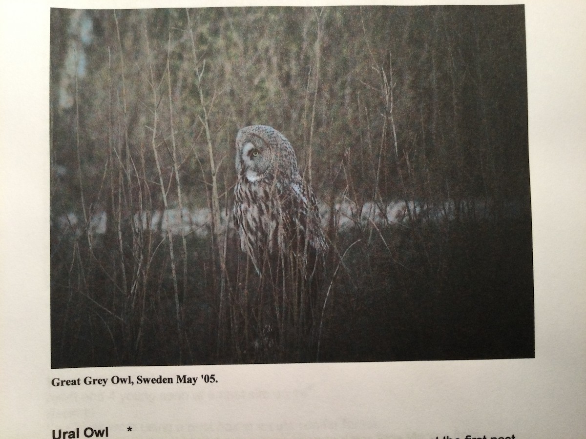 Great Gray Owl - ML644999198