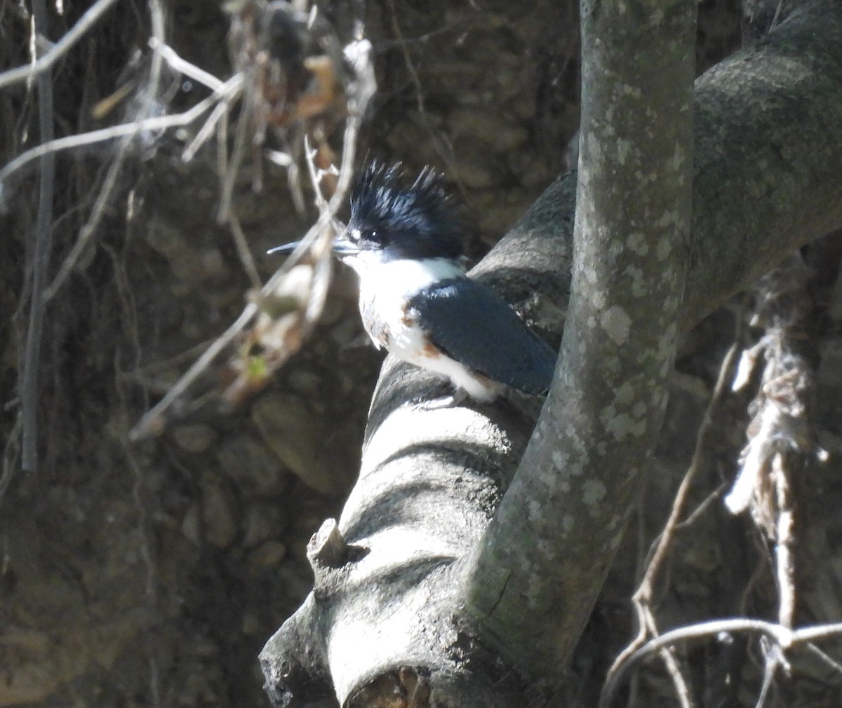 Martin handi iparramerikarra - ML644999213