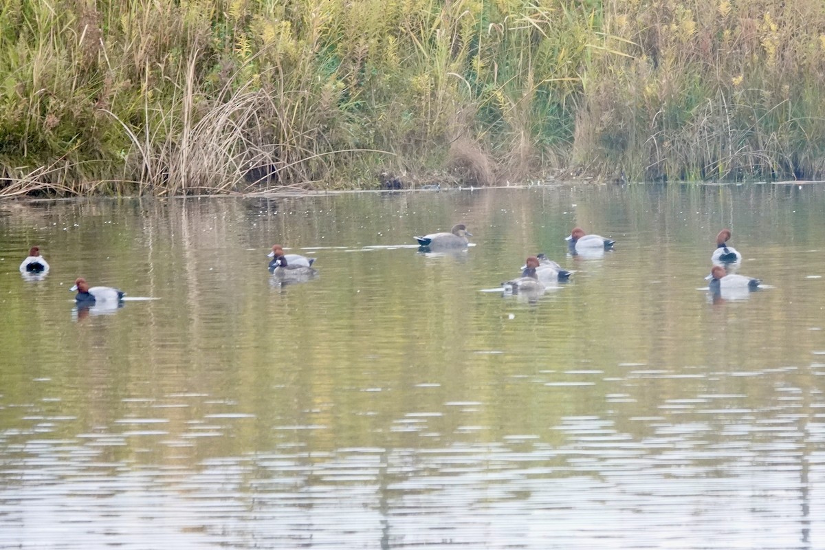 Gadwall - ML644999214