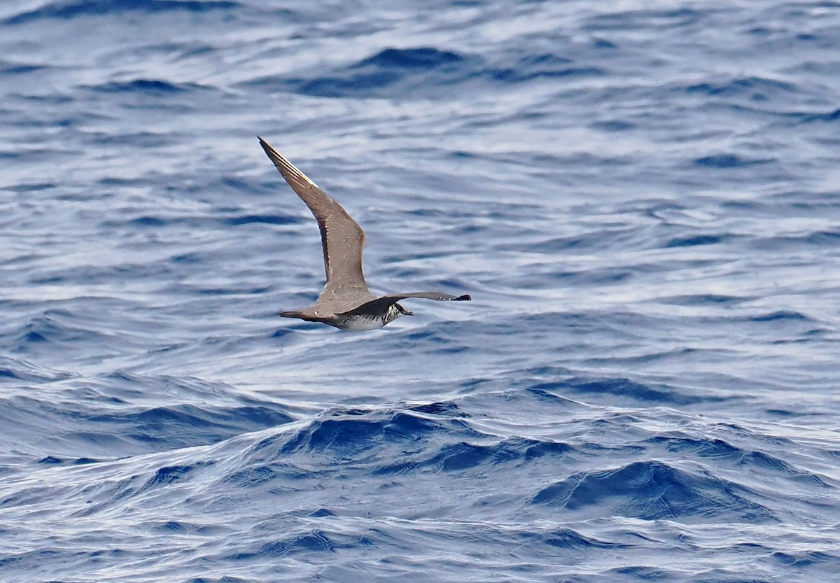 Labbo codalunga - ML644999223