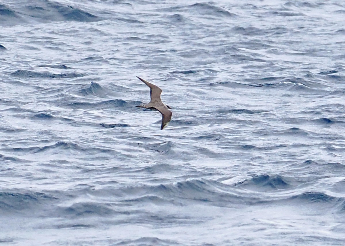 Labbo codalunga - ML644999224