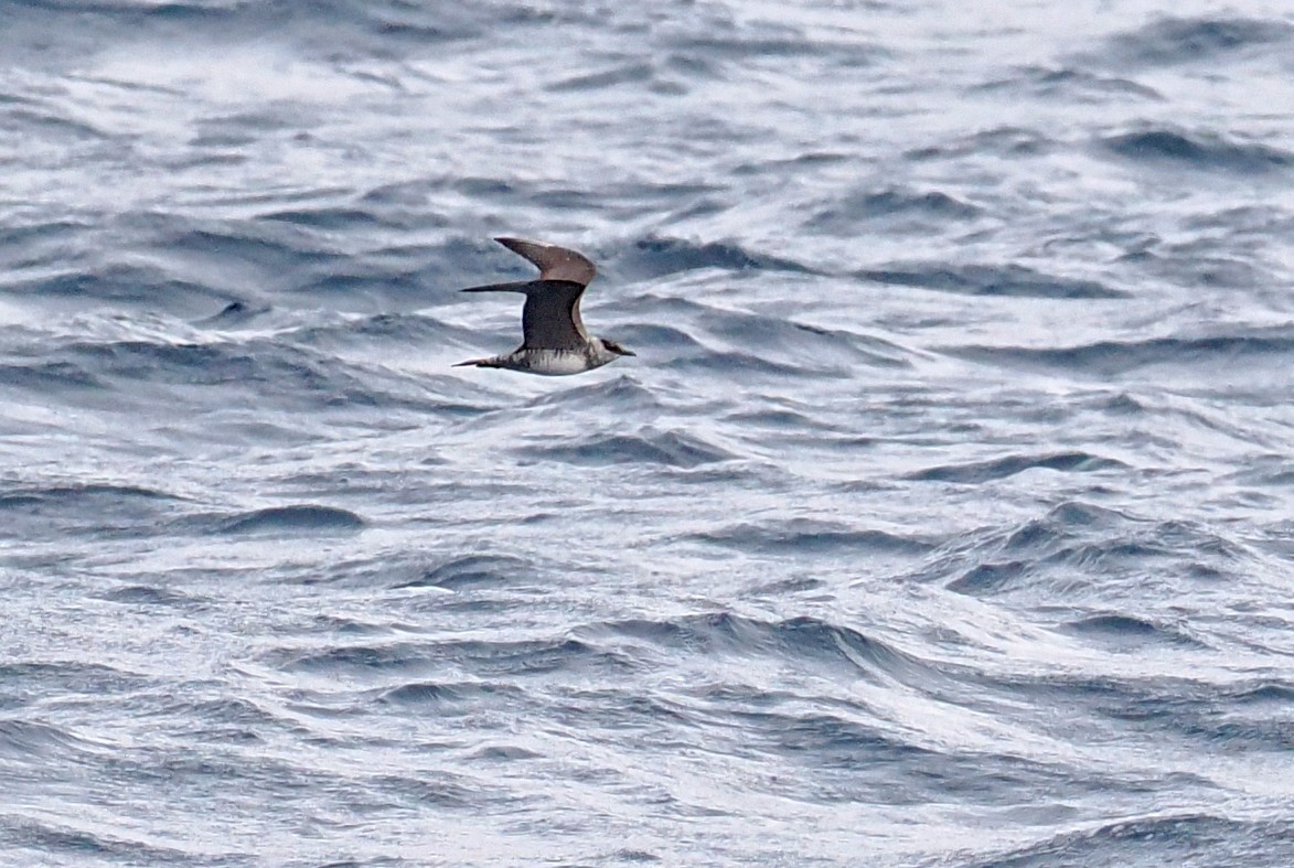 Labbo codalunga - ML644999225