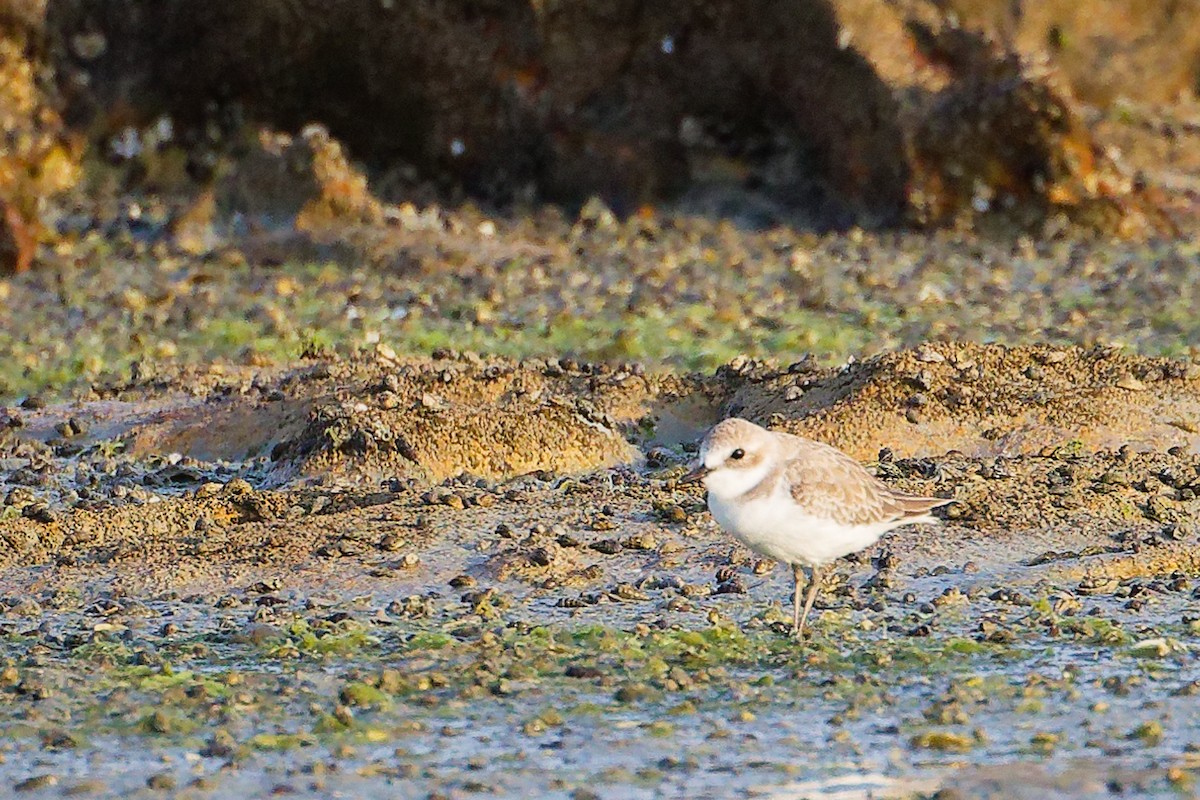 Tibetan Sand-Plover - ML644999229