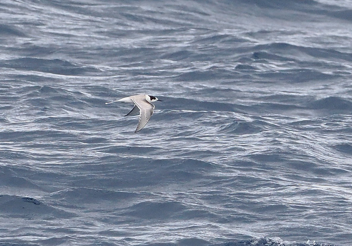 Common Tern (longipennis) - ML644999230