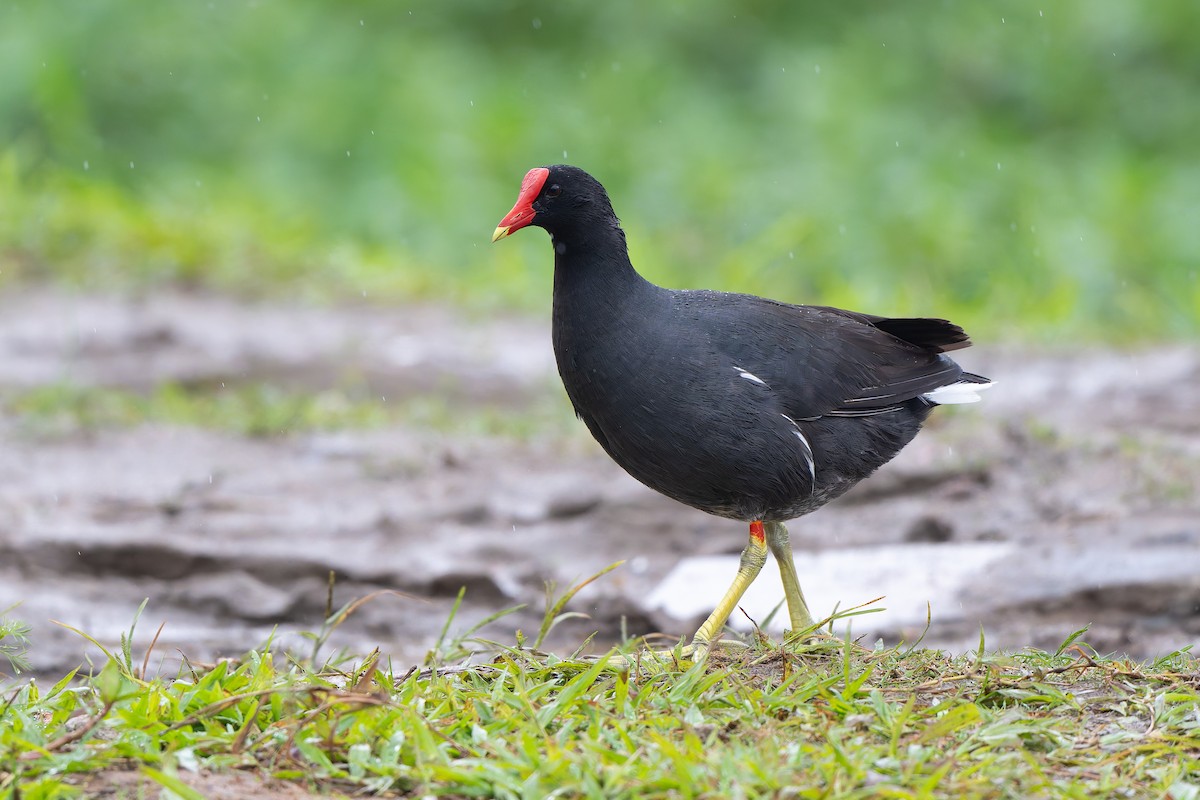 Американская камышница - ML644999231