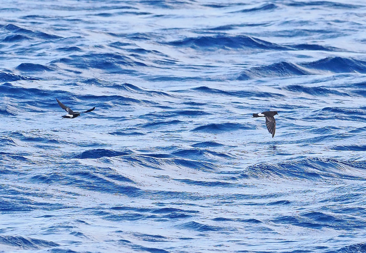 Uccello delle tempeste di Wilson - ML644999236