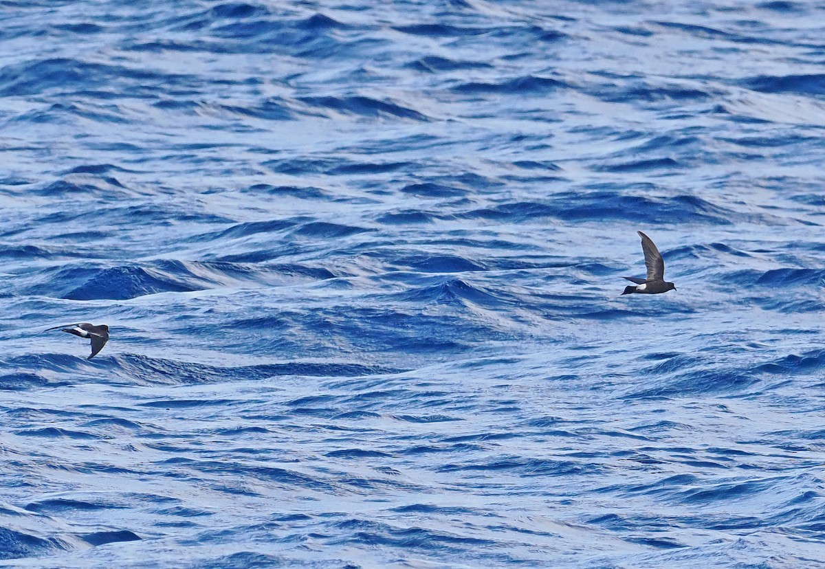 Uccello delle tempeste di Wilson - ML644999237