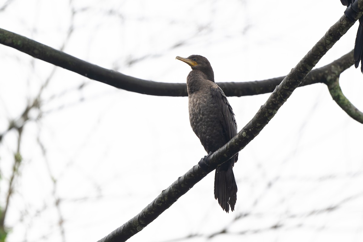 Неотропический баклан - ML644999238