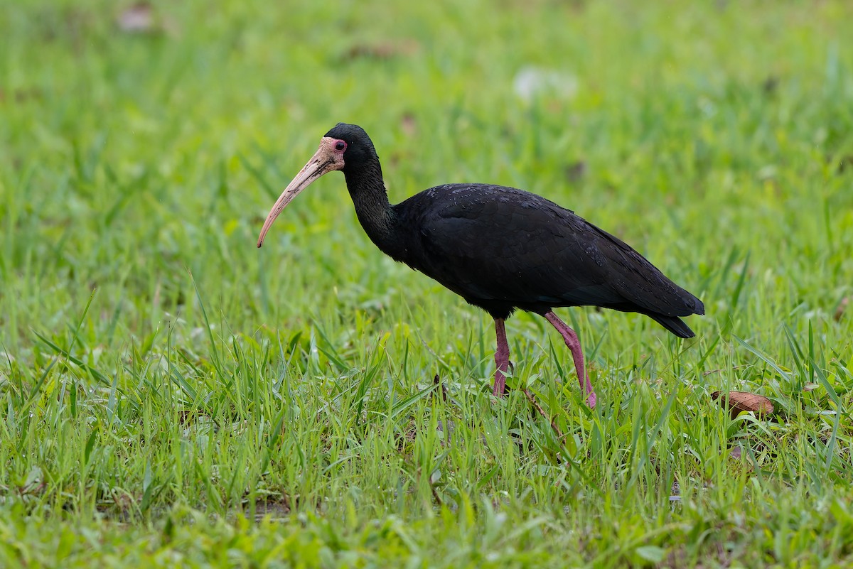 Гололицый ибис - ML644999241