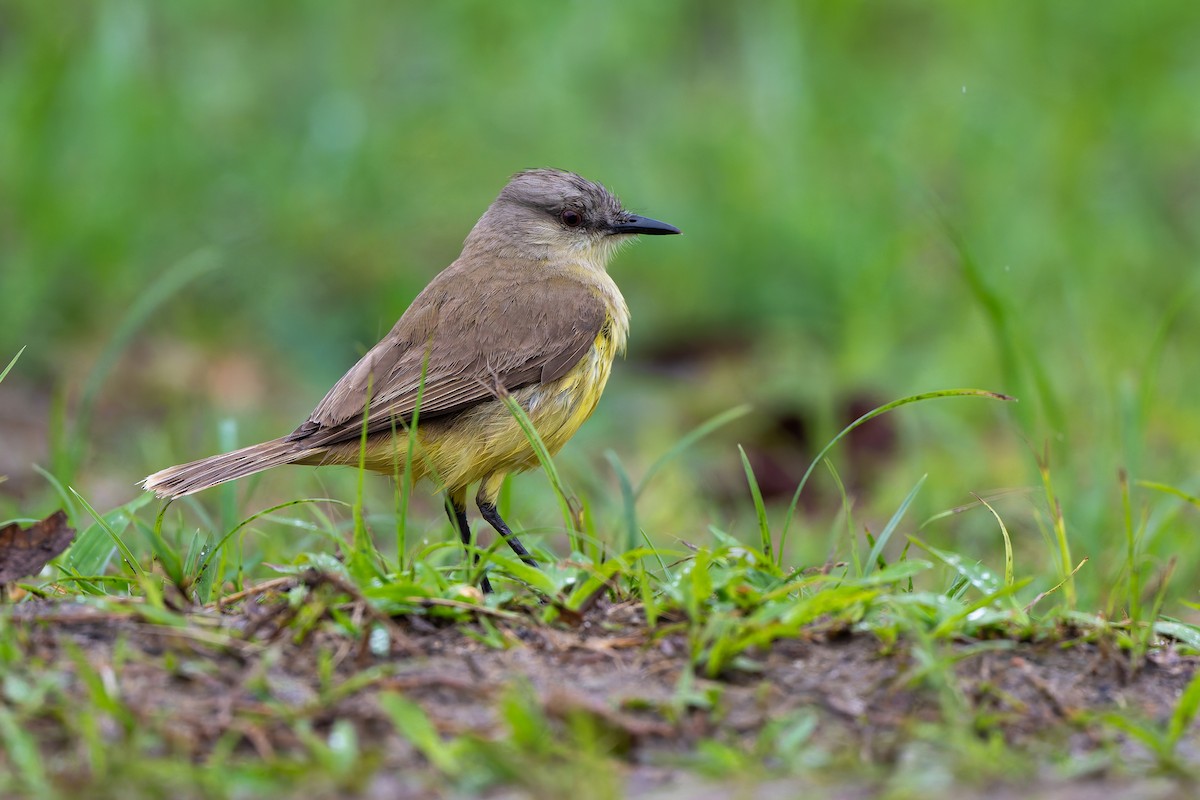 Коровий тиранн - ML644999252