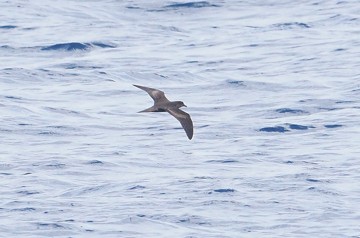 Berta di Bulwer - ML644999253