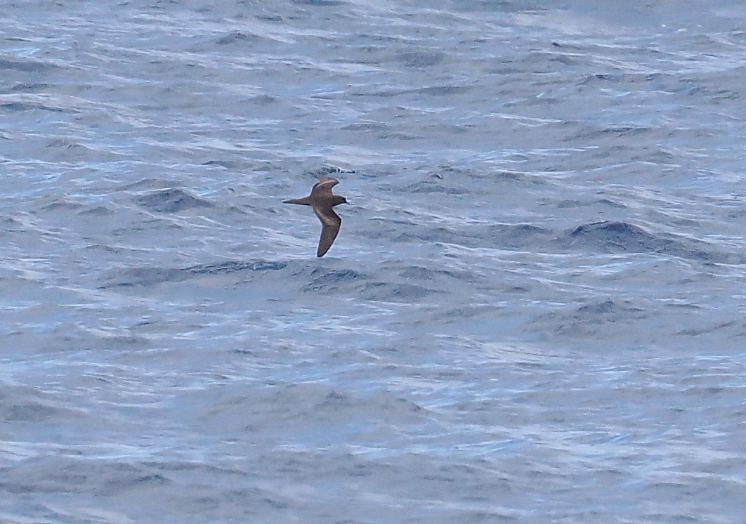 Berta di Bulwer - ML644999254