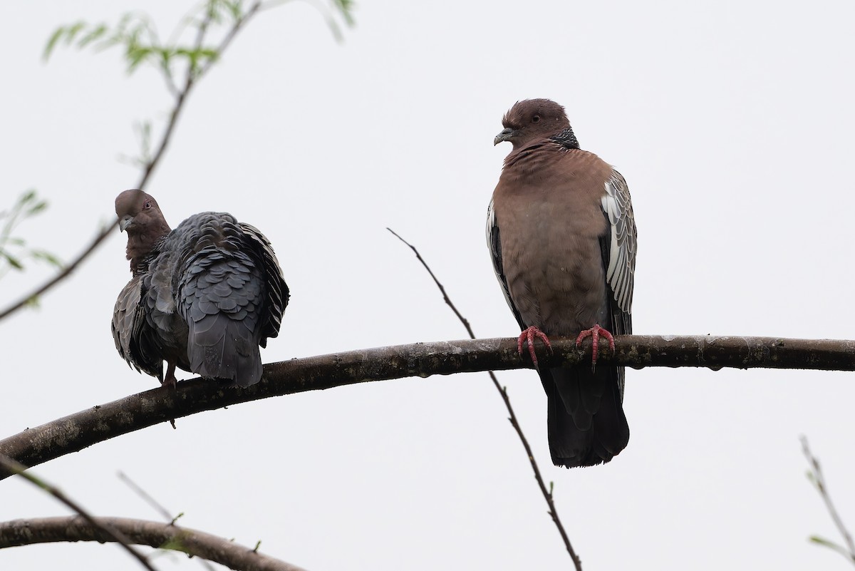 Темнохвостый голубь - ML644999255