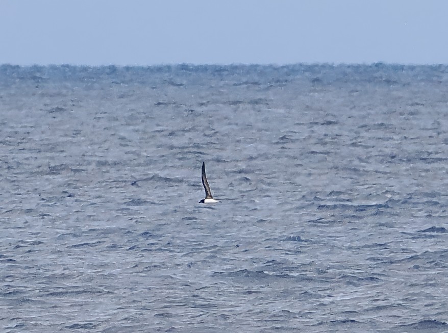 Tahiti Petrel - ML644999257