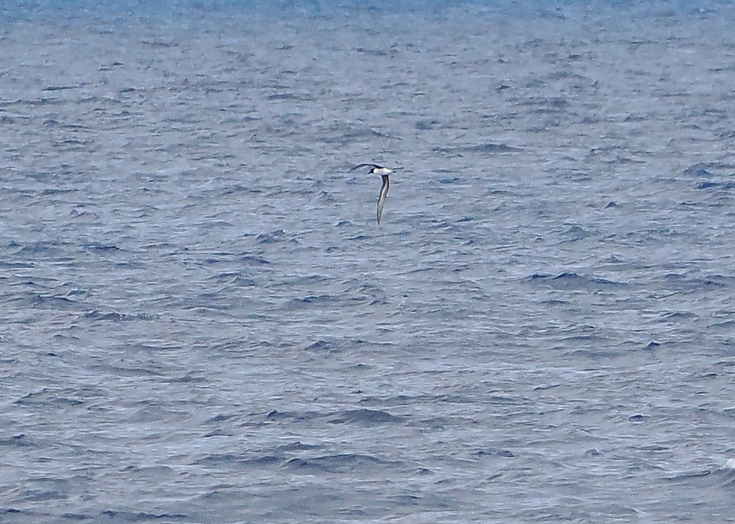 Tahiti Petrel - ML644999258