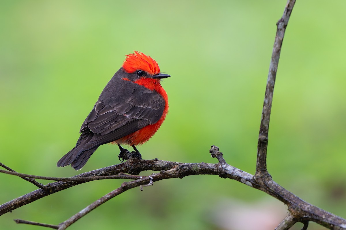 Красный мухолов - ML644999259