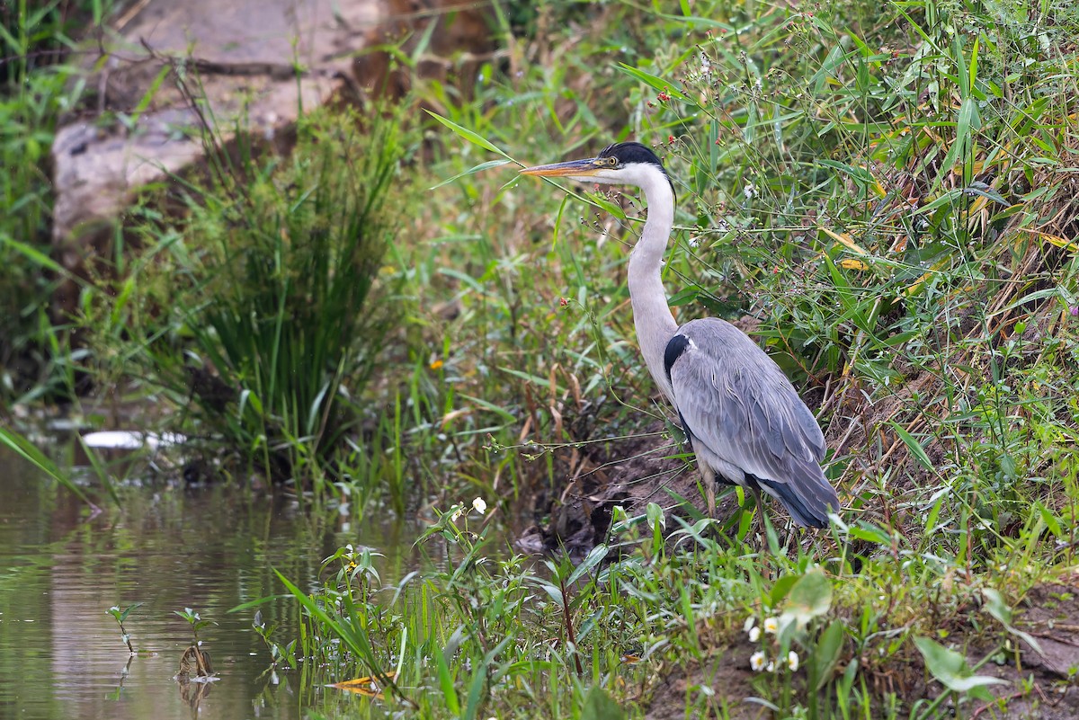 Южноамериканская цапля - ML644999263