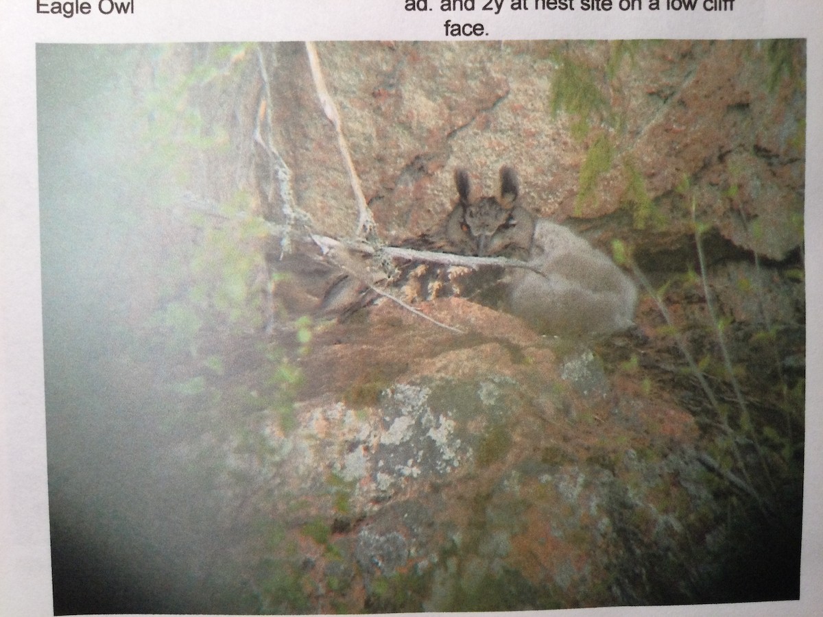 Eurasian Eagle-Owl - ML644999280