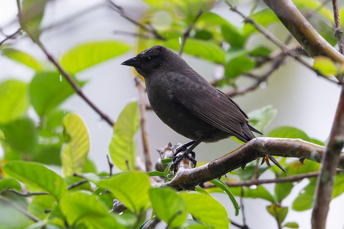 Блестящий трупиал - ML644999297