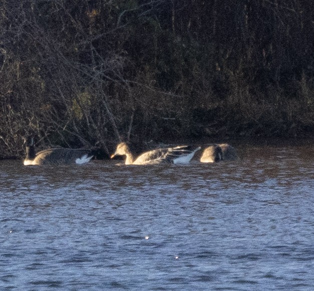 Tundra Bean-Goose - ML644999313