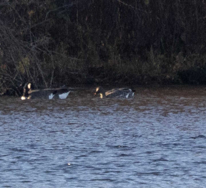 Tundra Bean-Goose - ML644999314