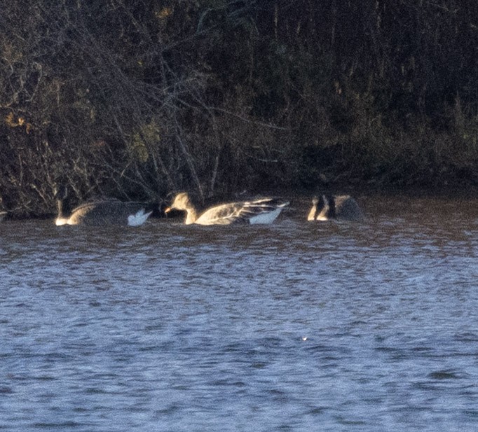 Tundra Bean-Goose - ML644999315