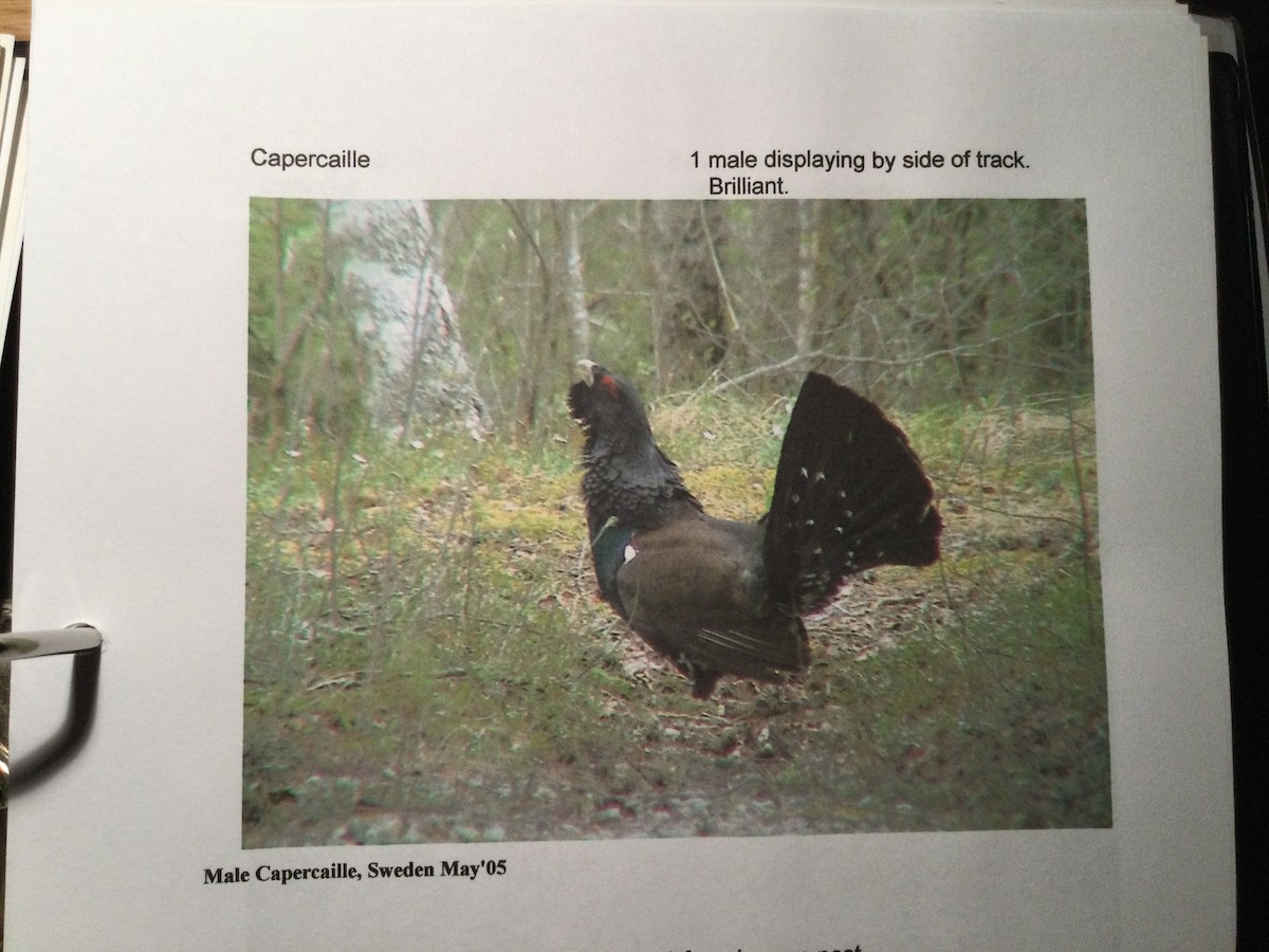 Western Capercaillie - ML644999333