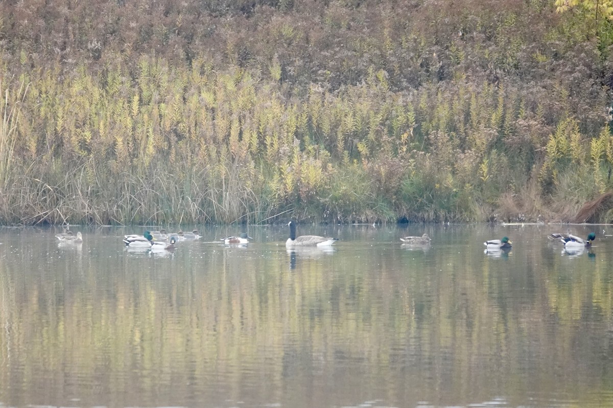 Barnacla Canadiense Grande - ML644999352