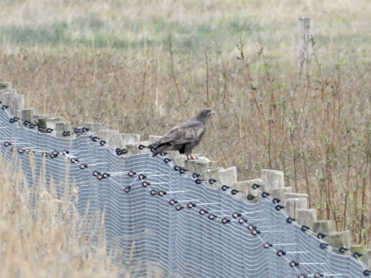White-tailed Eagle - ML644999360