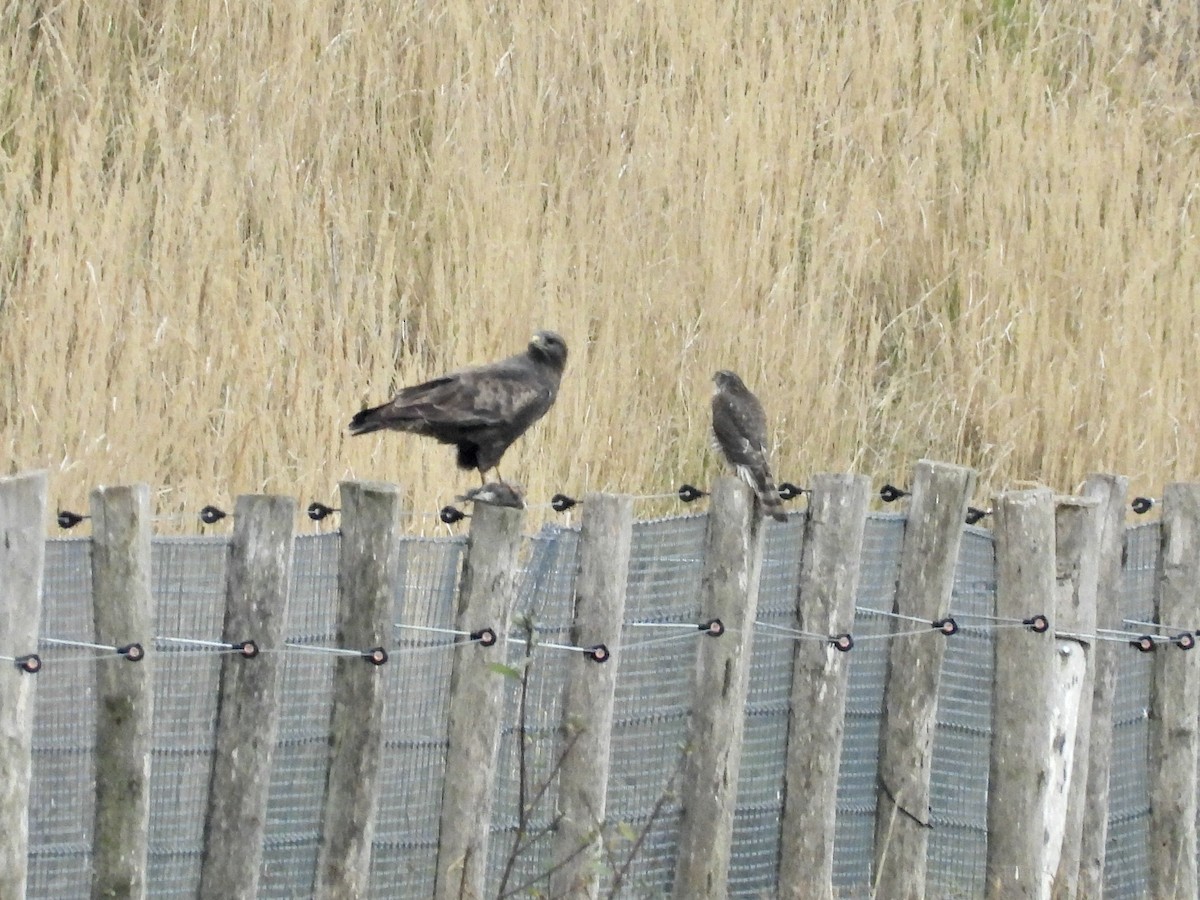 White-tailed Eagle - ML644999366
