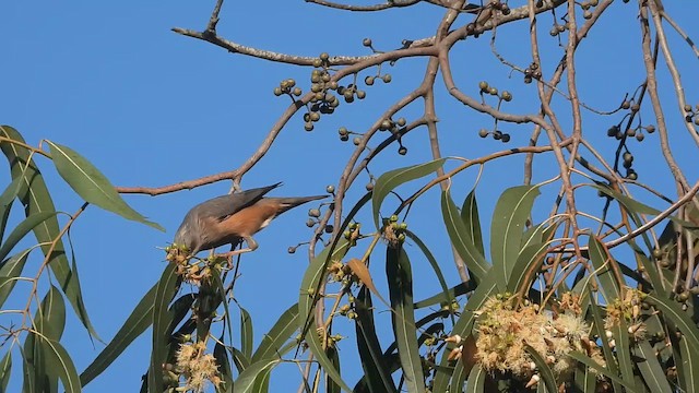Шпачок сіроголовий - ML644999395