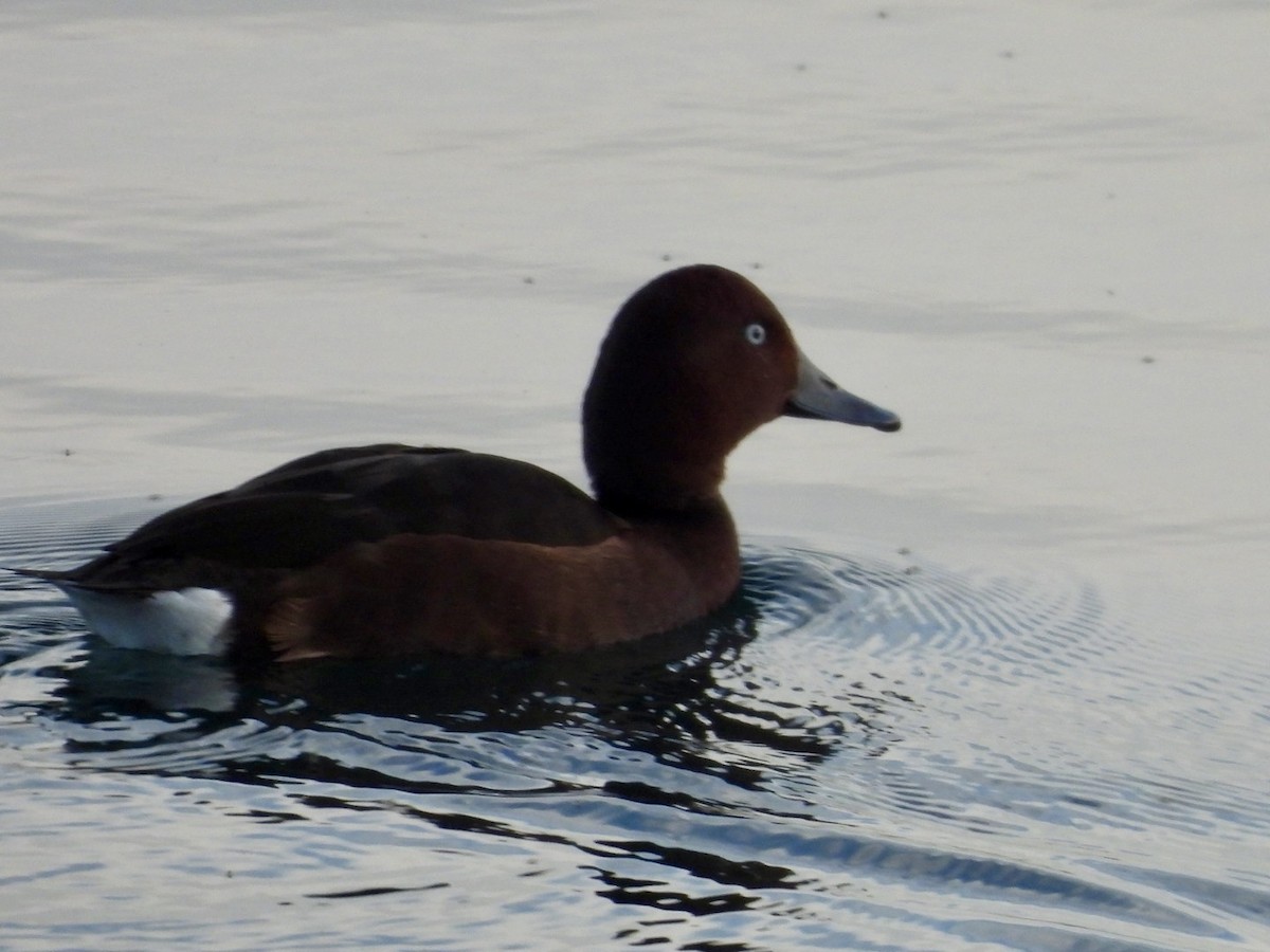 Ferruginous Duck - ML644999397