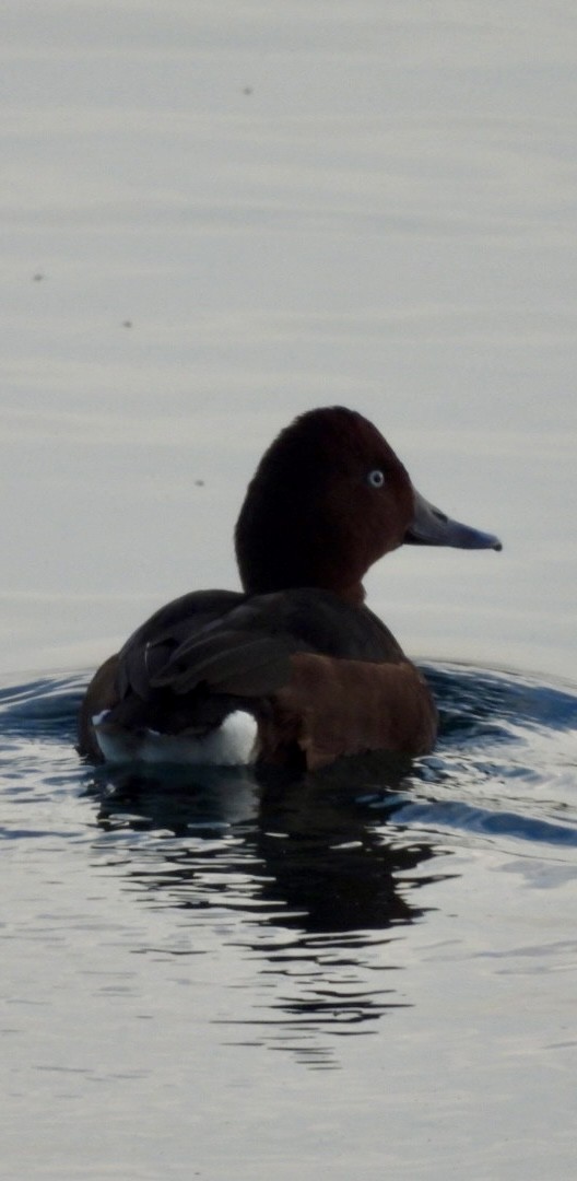 Ferruginous Duck - ML644999398