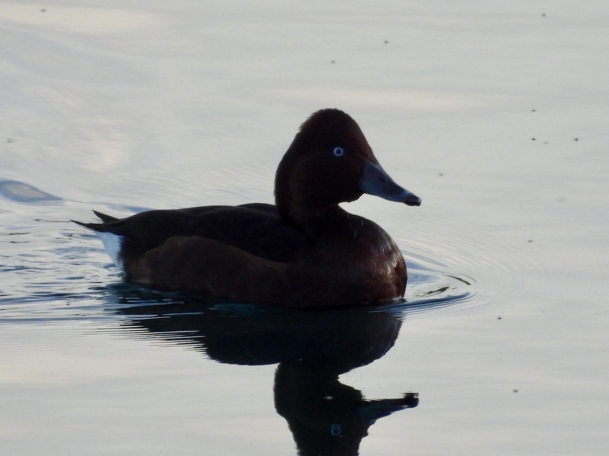 Ferruginous Duck - ML644999399