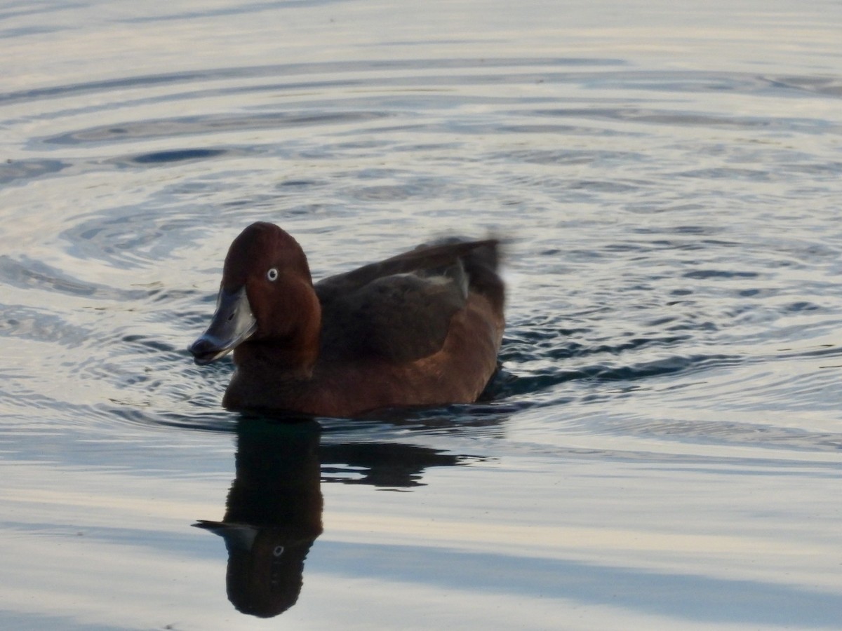 Ferruginous Duck - ML644999400