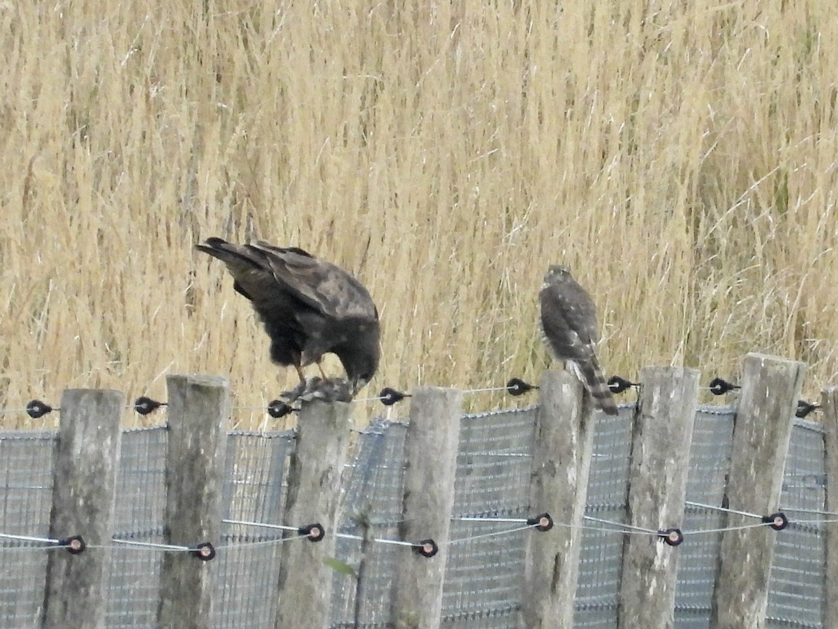 Eurasian Sparrowhawk - ML644999401