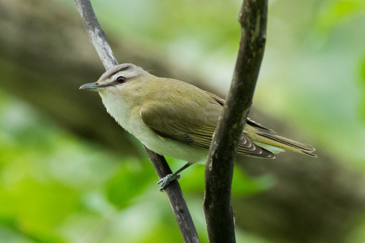 アカメモズモドキ - ML644999402