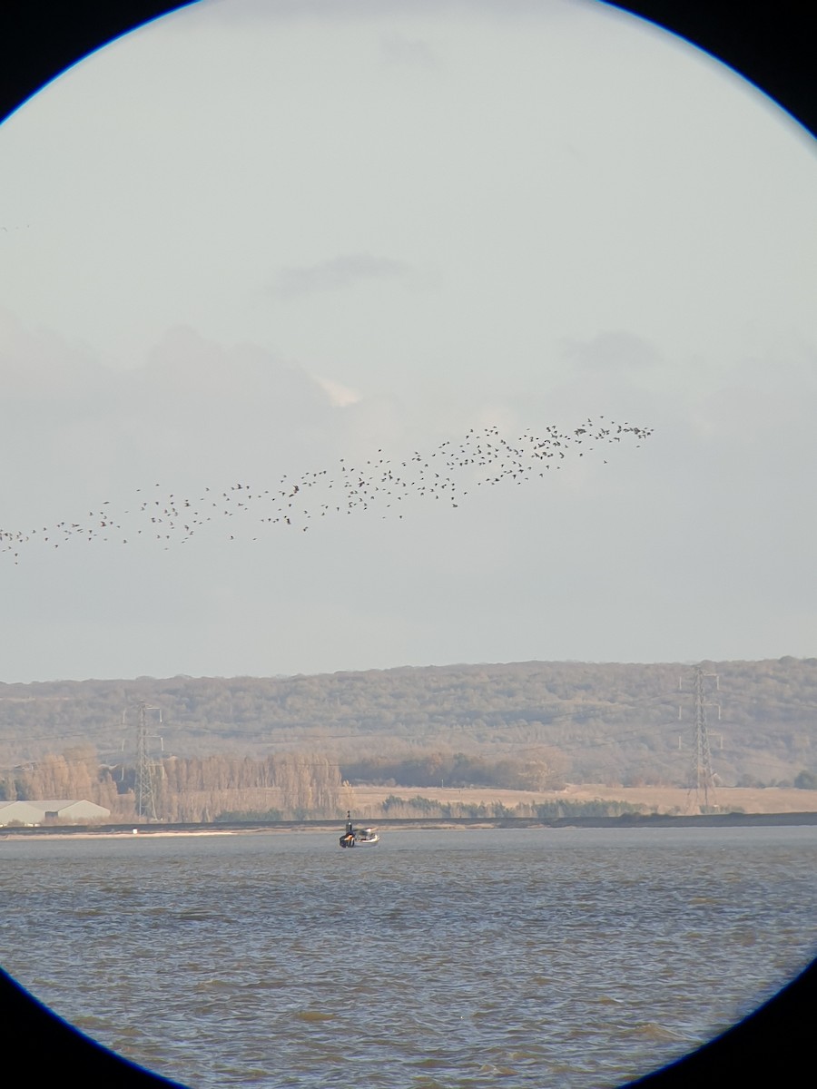 Black-bellied Plover - ML644999411