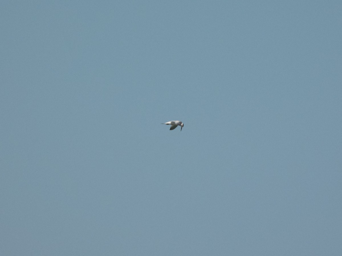 Sandwich Tern - ML644999414