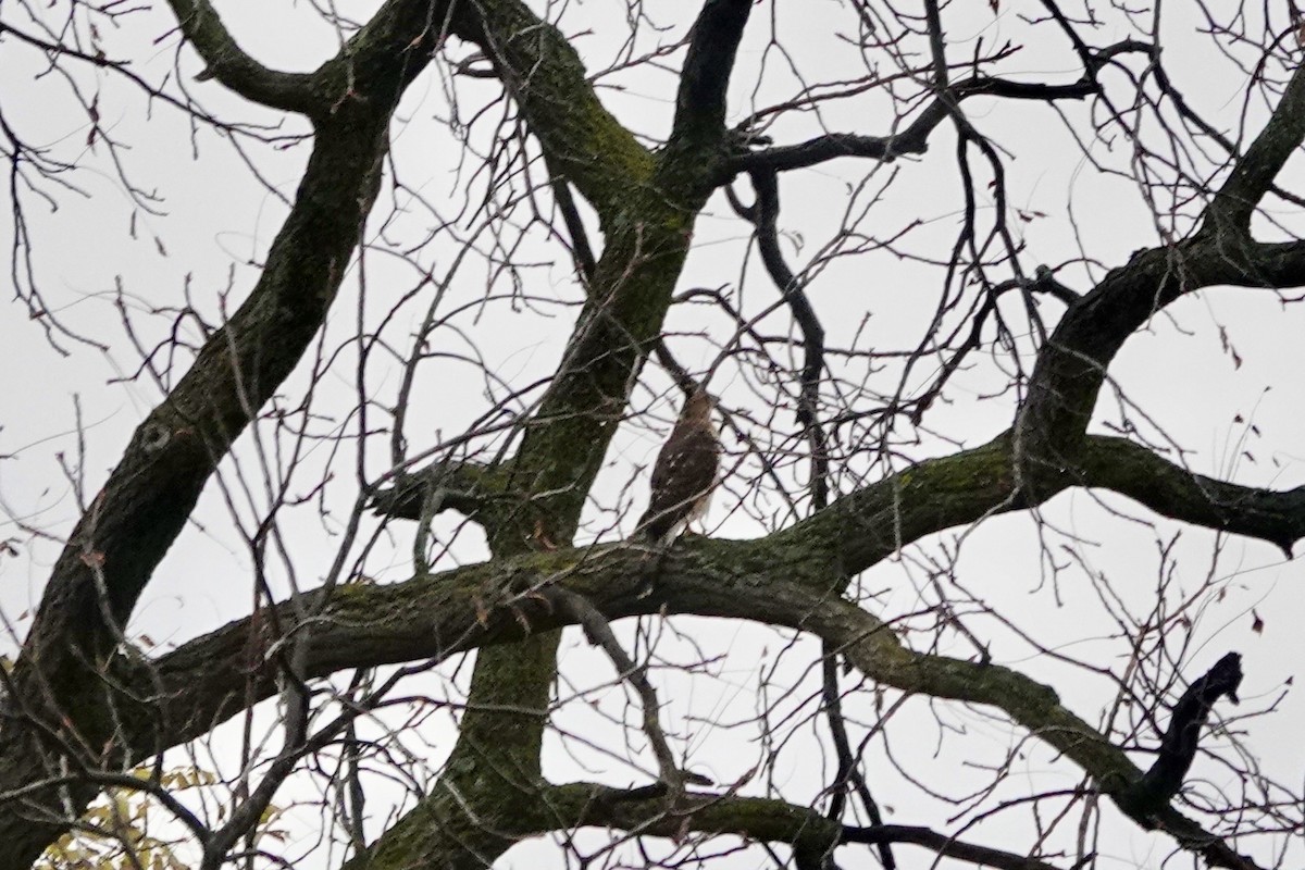 Cooper's Hawk - ML644999456