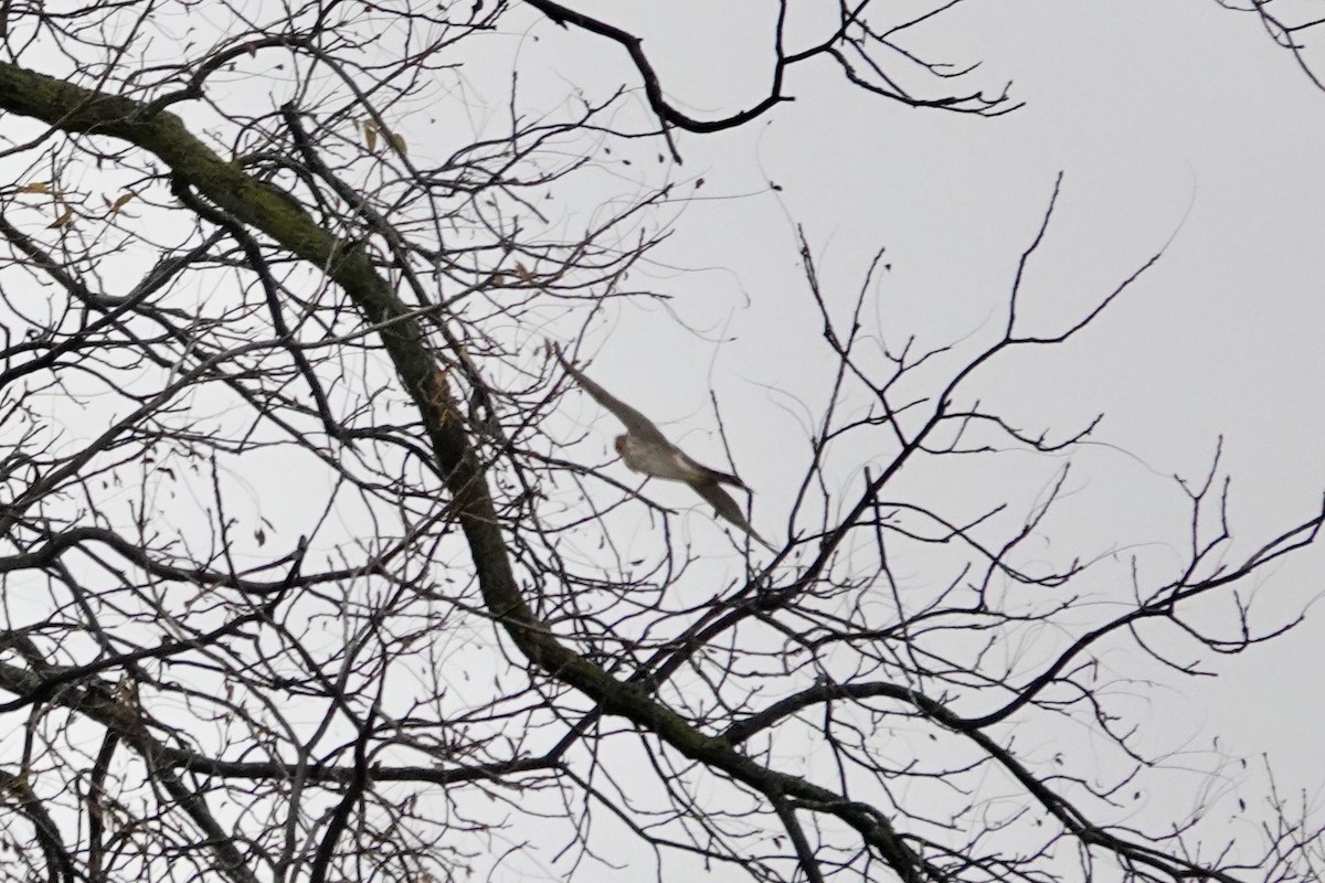 Cooper's Hawk - ML644999457