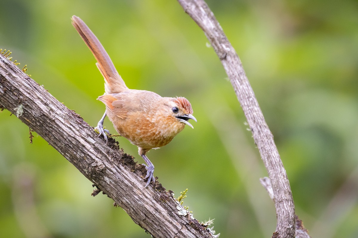 Spot-breasted Thornbird - ML644999459